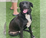 Small #13 Labrador Retriever Mix