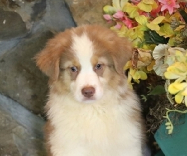 Medium Photo #1 Australian Shepherd Puppy For Sale in WESTFIELD, MA, USA