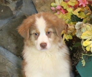 Australian Shepherd Puppy for Sale in WESTFIELD, Massachusetts USA