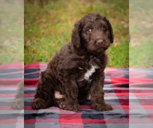 Labradoodle Puppy for sale in DRAKESVILLE, IA, USA