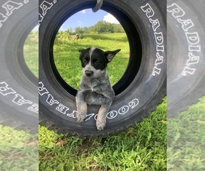 Australian Cattle Dog Puppy for sale in HILLSBORO, WI, USA