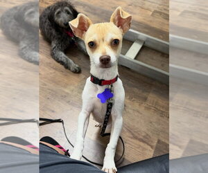 Chihuahua Dogs for adoption in Ellijay, GA, USA