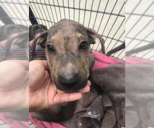 Labrador Retriever-Unknown Mix Dogs for adoption in Conroe, TX, USA