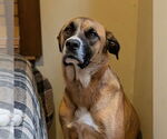 Small #4 Anatolian Shepherd Mix