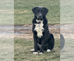 Father of the Bernese Mountain Dog-Golden Labrador Mix puppies born on 10/14/2025