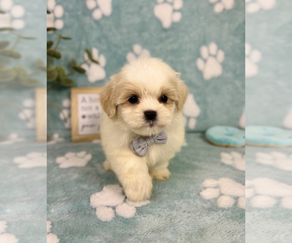 Medium Photo #1 Mal-Shi Puppy For Sale in NOBLESVILLE, IN, USA