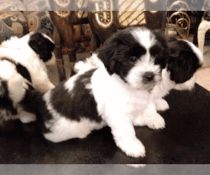 Mal-Shi Puppy for sale in LAUREL SPGS, NJ, USA