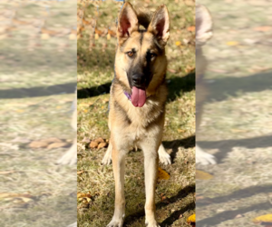 German Shepherd Dog Dogs for adoption in Spring Lake, NJ, USA