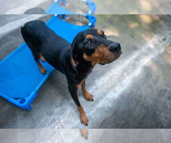 Medium Photo #8 Mutt Puppy For Sale in Elmsford, NY, USA