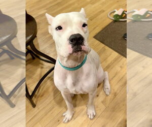 Argentinian Mastiff Dogs for adoption in Dumont, NJ, USA