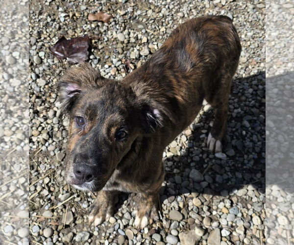 Medium Photo #1 Australian Shepherd-Saint Bernard Mix Puppy For Sale in Woodsfield, OH, USA
