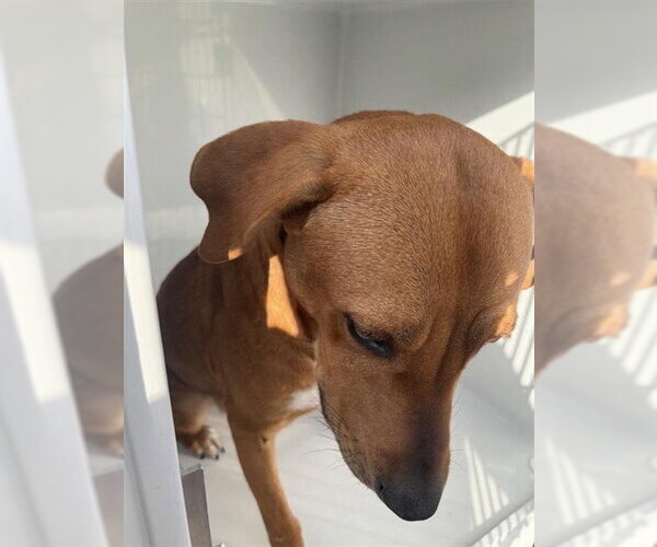 Medium Photo #1 Labrador Retriever Puppy For Sale in Houston, TX, USA