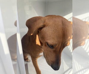 Labrador Retriever Dogs for adoption in Houston, TX, USA