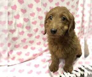 Goldendoodle (Miniature) Puppy for sale in ARCOLA, IL, USA
