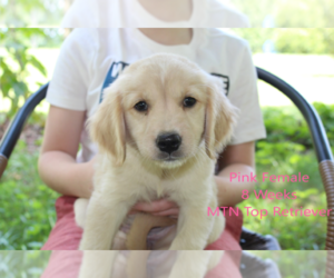 36 Best Photos Golden Retriever Puppies For Sale In Tn - Ethos Golden Retrievers