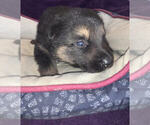 Small Photo #6 German Shepherd Dog Puppy For Sale in BLANCHESTER, OH, USA