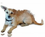 Small #2 Dachshund Mix