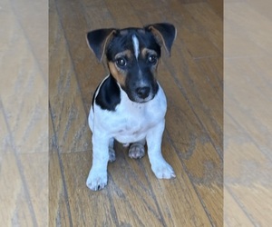 Jack Russell Terrier Puppy for Sale in FREEMAN, Missouri USA