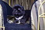 Small Photo #22 Shih Tzu Puppy For Sale in HAYWARD, CA, USA