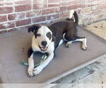 Small #3 Borador