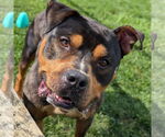 Small #2 American Pit Bull Terrier Mix