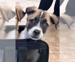 Small #1 Labrador Retriever