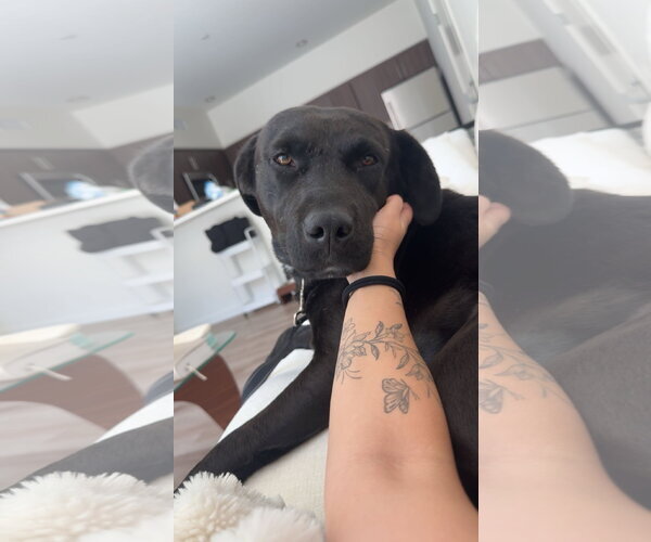 Medium Photo #14 Labrador Retriever-Unknown Mix Puppy For Sale in San Diego, CA, USA