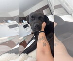 Small #13 Labrador Retriever Mix