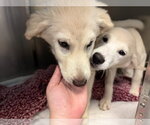 Small #3 Great Pyrenees Mix