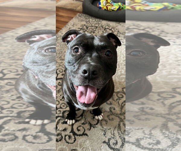 Medium Photo #13 Staffordshire Bull Terrier-Unknown Mix Puppy For Sale in Crete, IL, USA