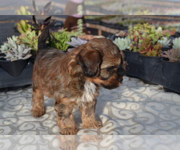 Medium Photo #4 Poodle (Miniature) Puppy For Sale in GREENWOOD, WI, USA