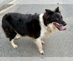 Small #1 Border Collie