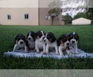 Beagle Puppy for sale in SARCOXIE, MO, USA