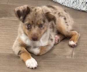 Miniature Australian Shepherd Puppy for Sale in HUTTO, Texas USA