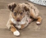 Small Miniature Australian Shepherd