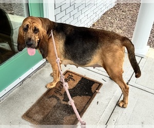 Mother of the Bloodhound puppies born on 07/08/2025