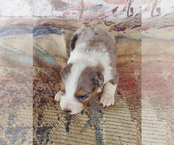 Medium Photo #6 Australian Shepherd Puppy For Sale in NEW IBERIA, LA, USA