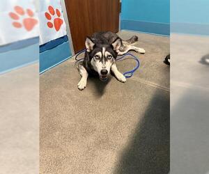 - Mix Dogs for adoption in Houston, TX, USA