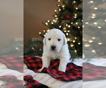 Small Photo #7 English Cream Golden Retriever Puppy For Sale in DUNDEE, OH, USA