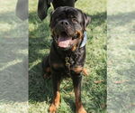 Small #2 Rottweiler