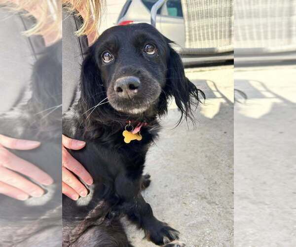 Medium Photo #3 Colonial Cocker Spaniel-Unknown Mix Puppy For Sale in Elmsford, NY, USA