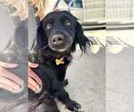 Small #2 Colonial Cocker Spaniel Mix