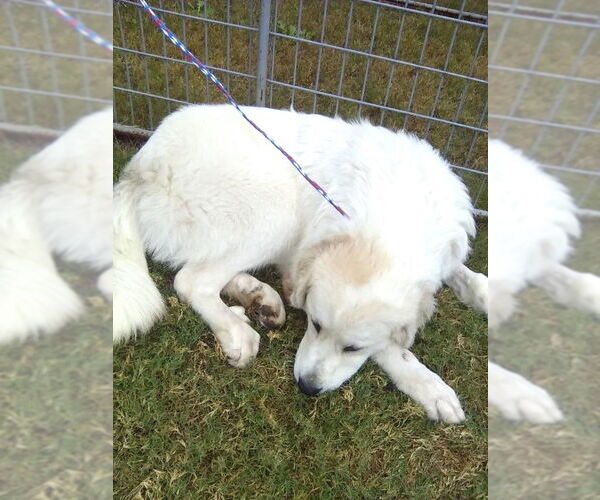 Medium Photo #6 Great Pyrenees Puppy For Sale in Spring, TX, USA