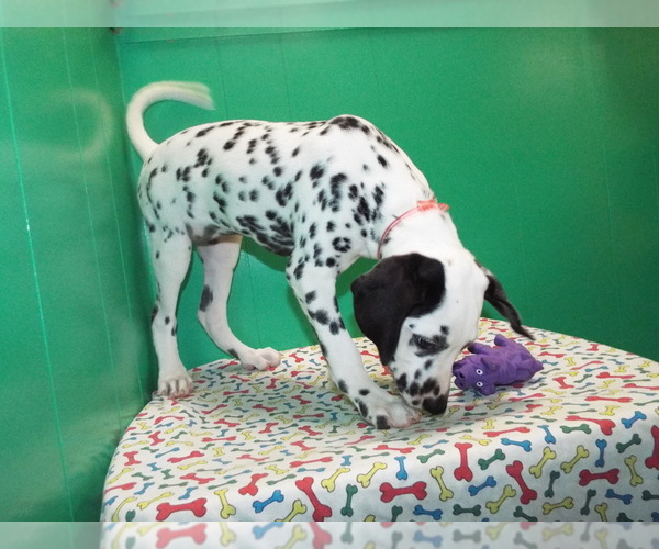 Medium Photo #5 Dalmatian Puppy For Sale in PATERSON, NJ, USA