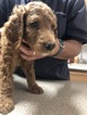 Puppy 7 Goldendoodle