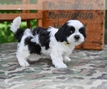 Small #4 Shih Tzu