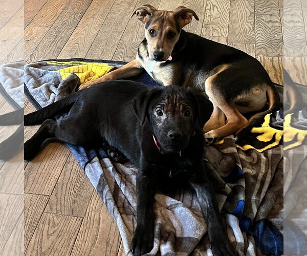 Medium Photo #3 Mutt Puppy For Sale in Mount Laurel, NJ, USA