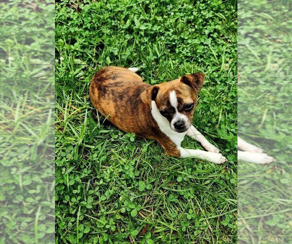 Medium Photo #5 Chihuahua Puppy For Sale in MOUNT AIRY, NC, USA