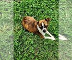 Small #4 Chihuahua