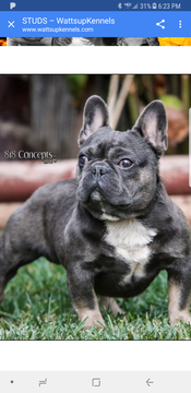 Medium Photo #1 French Bulldog Puppy For Sale in MORENO VALLEY, CA, USA